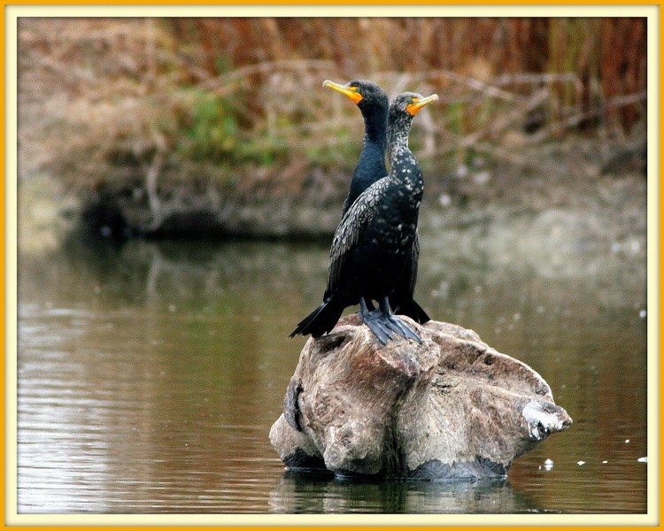 CormorantsonRock