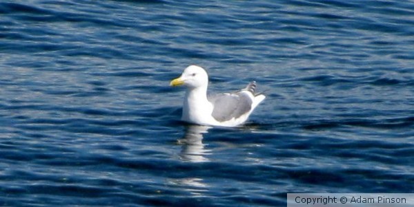 Seagull ADrift
