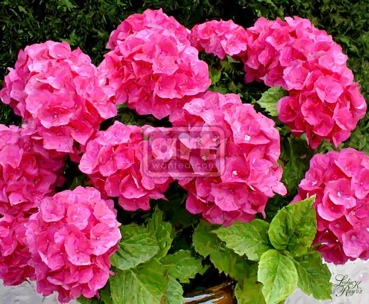 Red Hydrangea 2