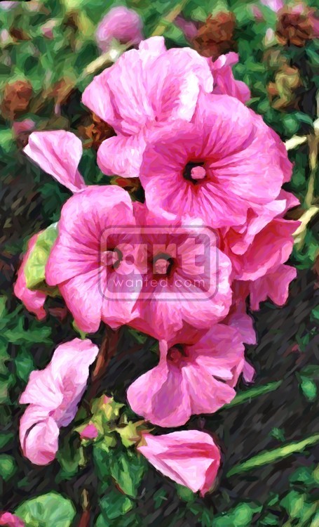 Pink Rose of Sharon