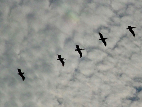 Following the Leader
