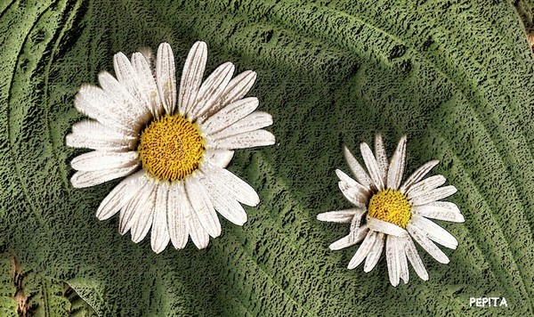 Power to the flower 6