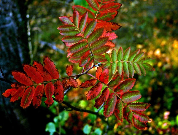 Autumn's first color II