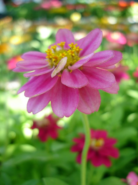Stem shots of Flowers