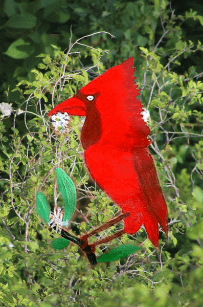 Ravishing Cardinal