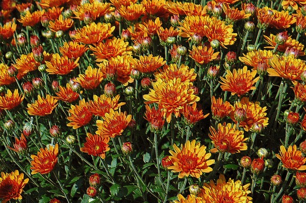 Orange Mums