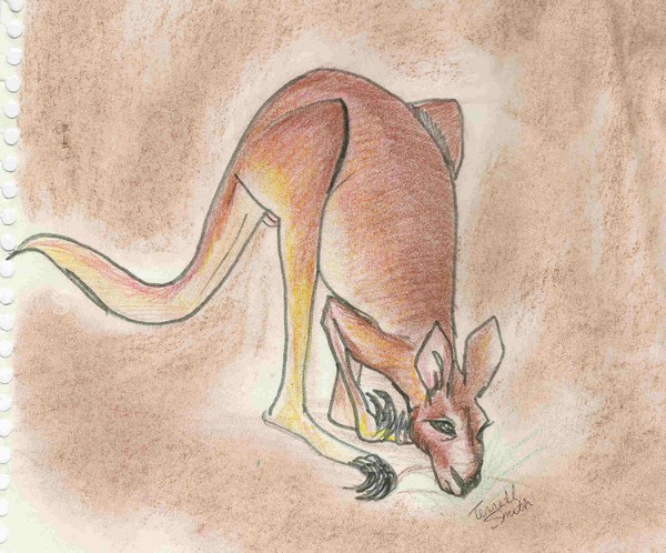 kangaroo