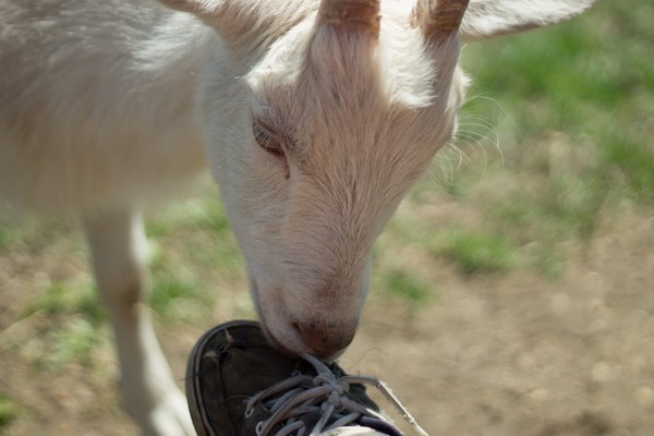 Mmmmm Laces