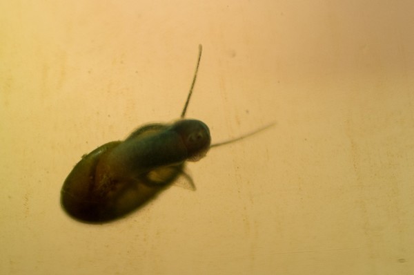 Mini Ramshorn