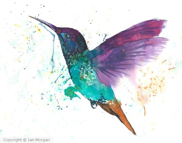hummingbird in flight
