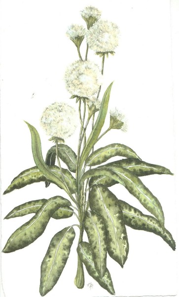 plant study
