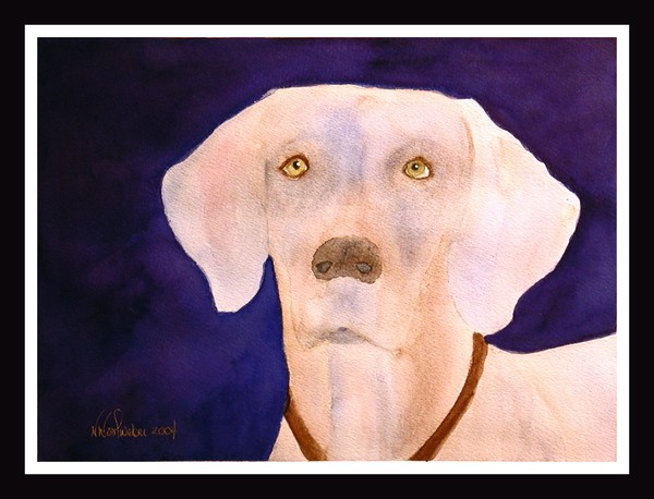 Weimaraner