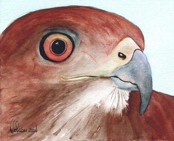 Falcon 