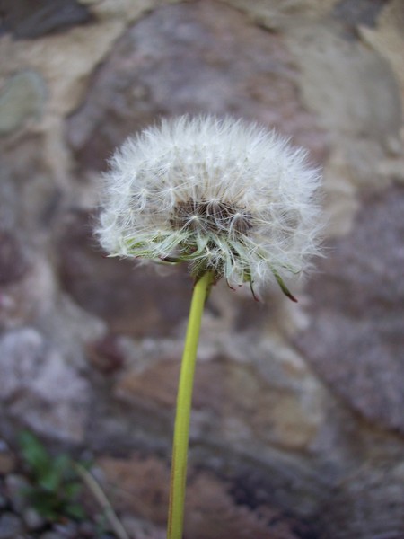 DandeSeed