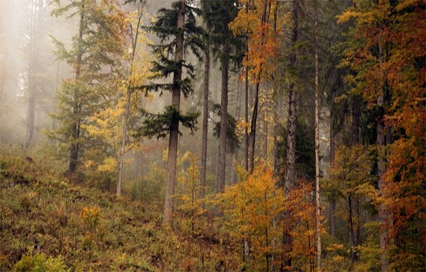 Autumn Forest