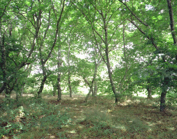 Green nr.1