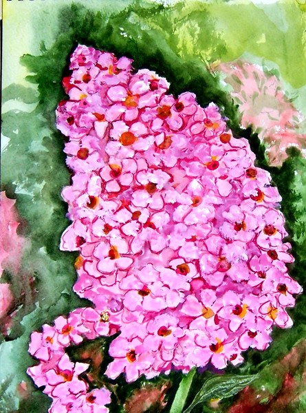 From my garden