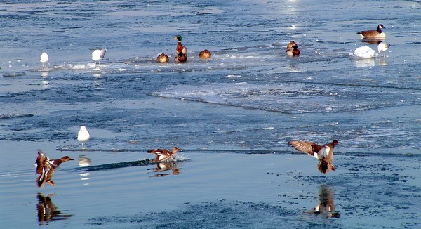 water or ice!!!!!