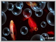 Gold Fish-GW000522 