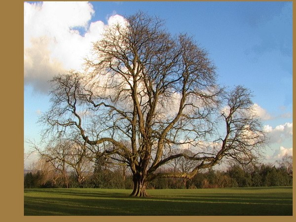 317. A FINE TREE