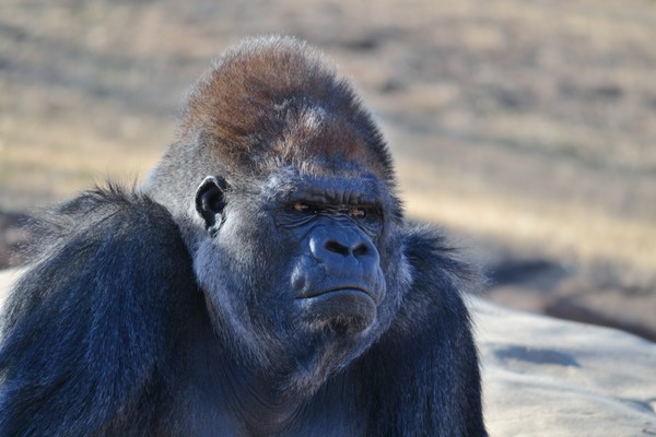 Gorilla