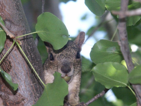 Hide and Seek