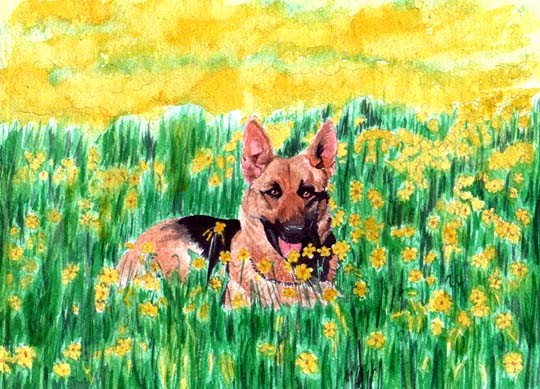 Elka - German Shepherd
