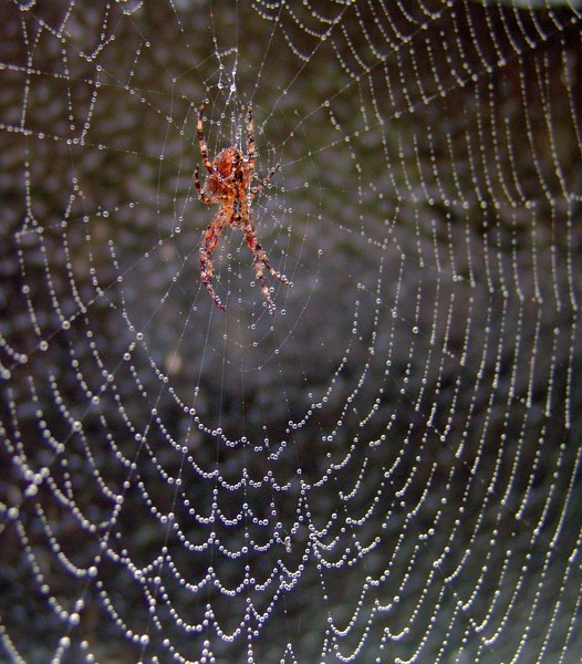Spiderweb