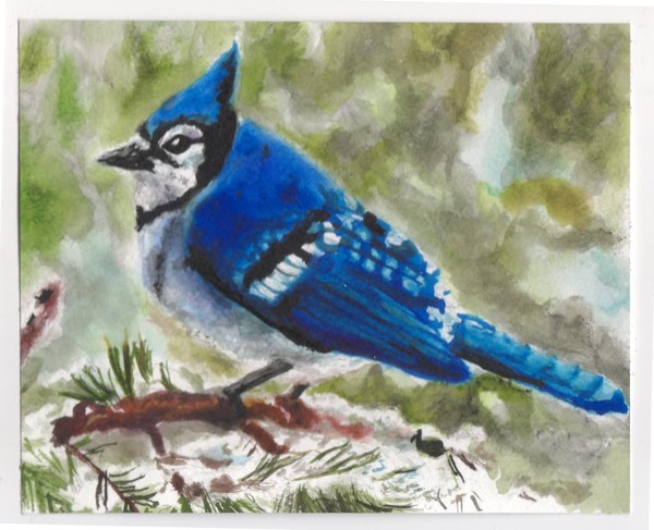 blue jay