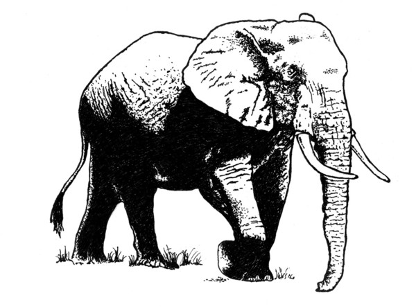 Elephant