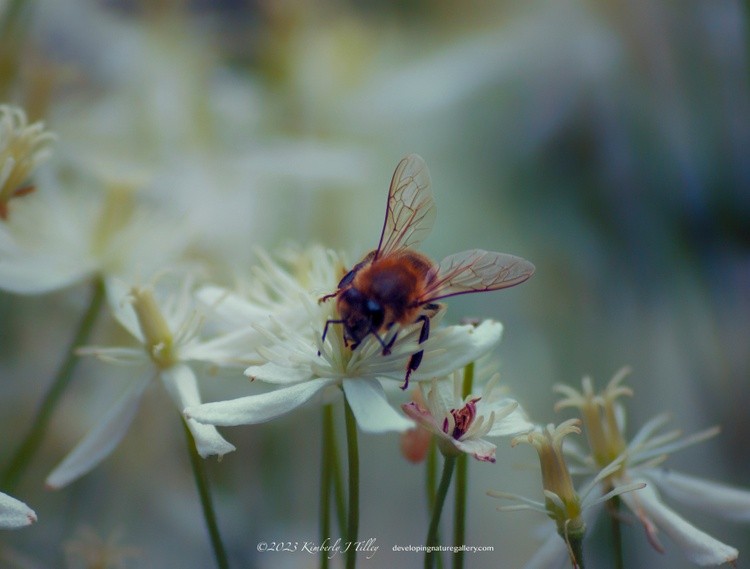Honeybee and Sweet Clematis P7117