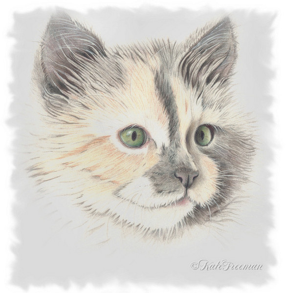 Fuzzy kitten