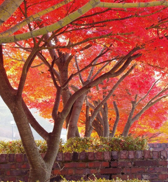 Autumn Beauty