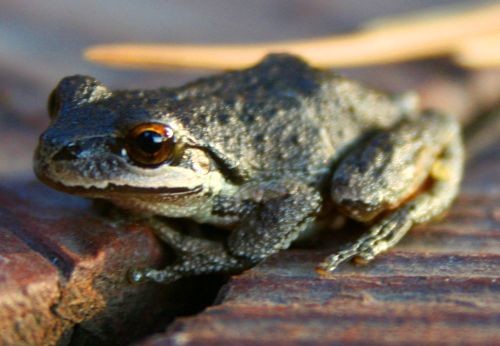 Tree Frog