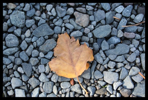 Leaf