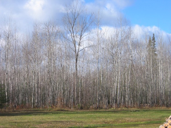 White Birch