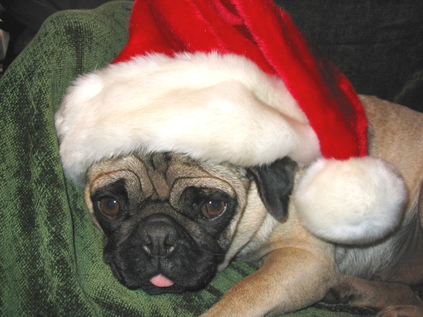 MerriChristmas From Pug Stanta