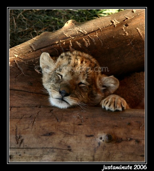 Littlest Lion