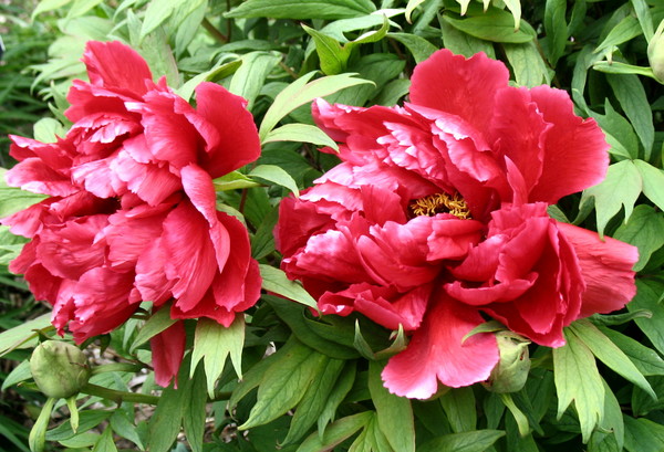 Peony