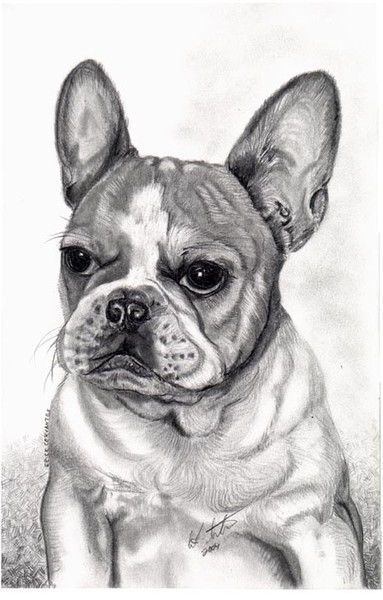 Frenchie Puppy {Jackpot}