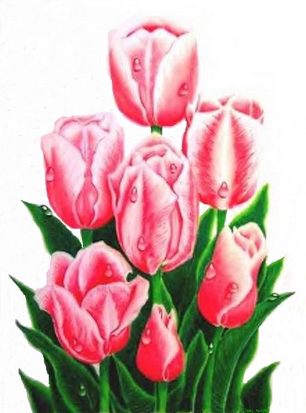 Raindrops Series #1 Lydia's Tulips