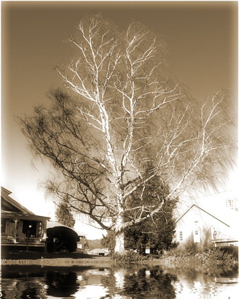 Wispy Birch