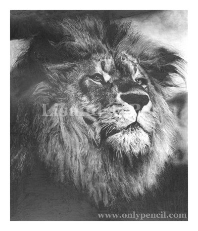 True Majesty