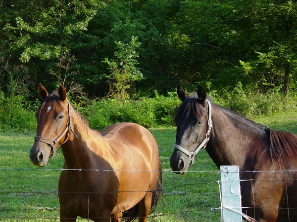 My Two Friends