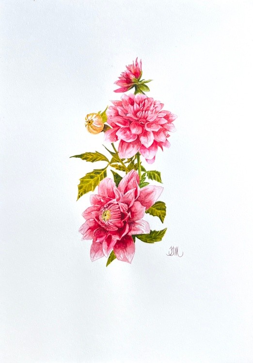 Dahlia