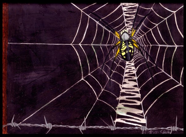 Spider