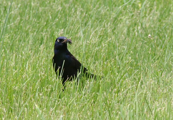 COMMON GRACKLE