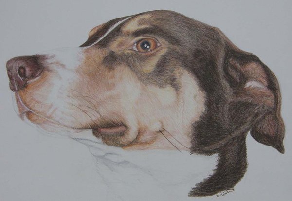 Jed, my collie x rescue dog