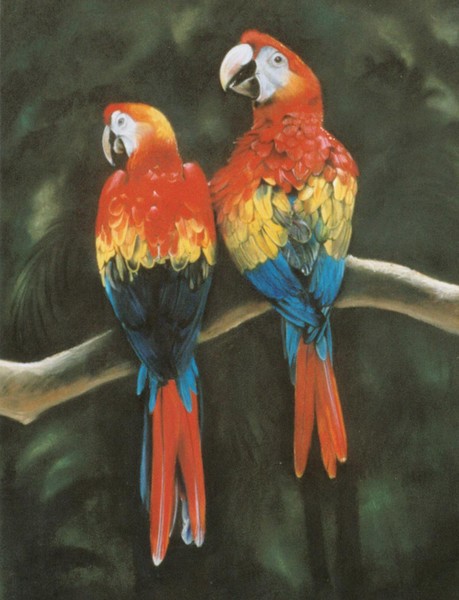 Macaws