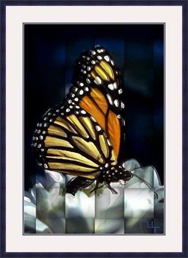 butterfly on ice blocks